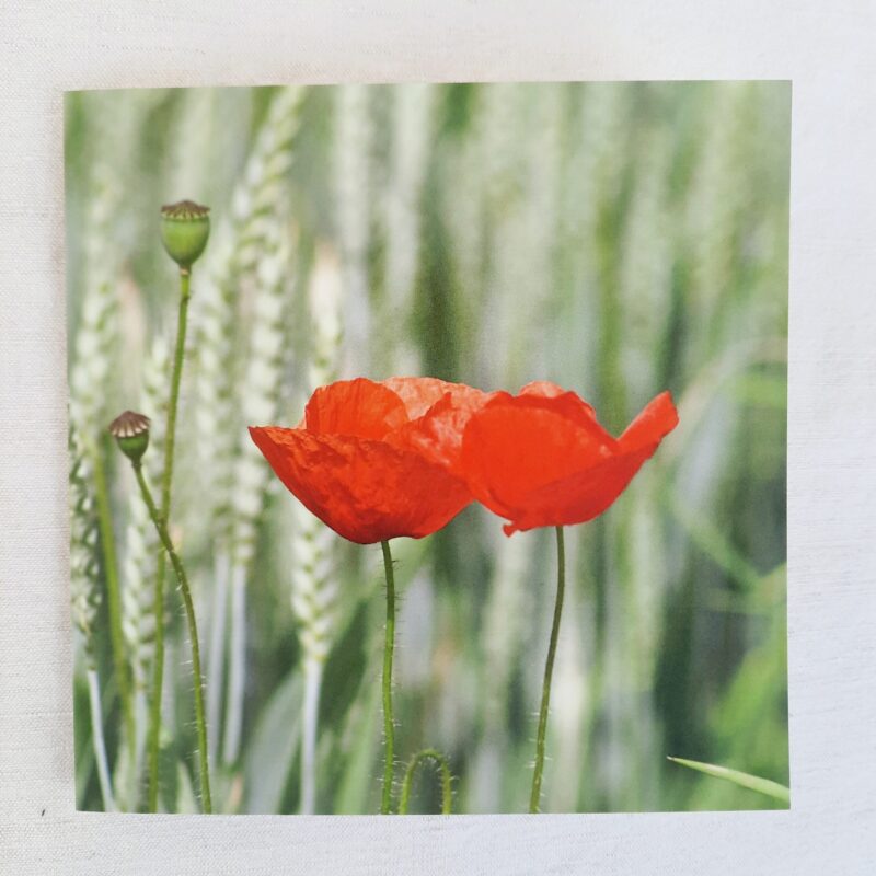 Mohnblumen im Kornfeld