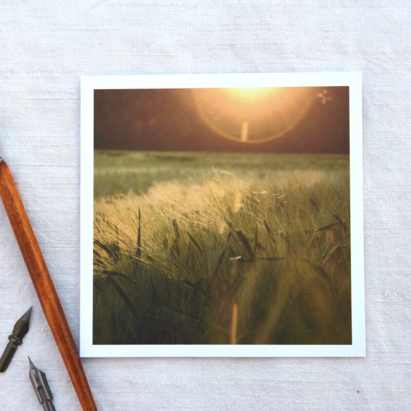 Ährenfeld im Abendlicht