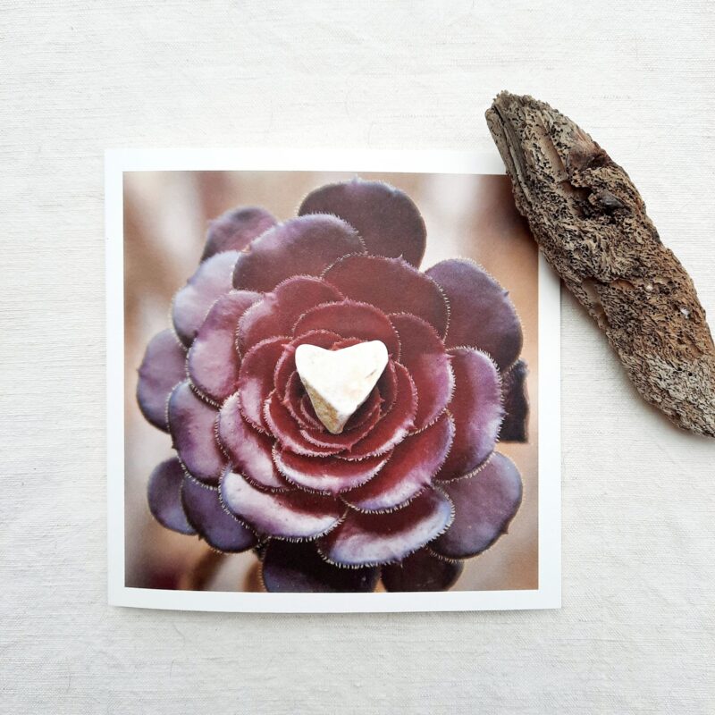 Hauswurz mit Steinherz Faltkarte