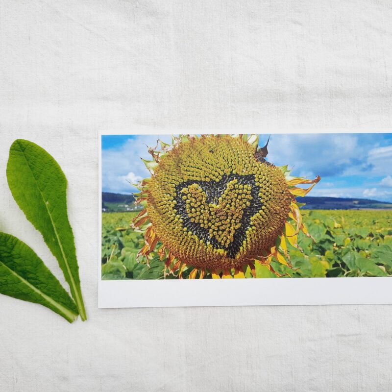 Sonnenblumenherz
